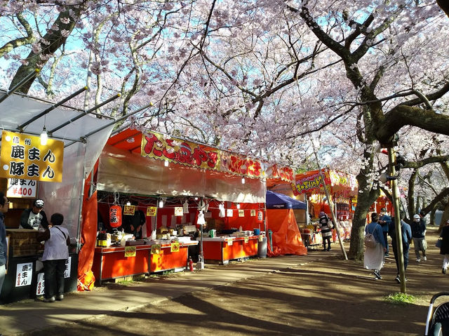 【長野】🌸高遠城址公園：春季櫻花盛開，絕美景緻不可錯過