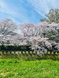 【奈良県】満開の桜と石舞台古墳を堪能！