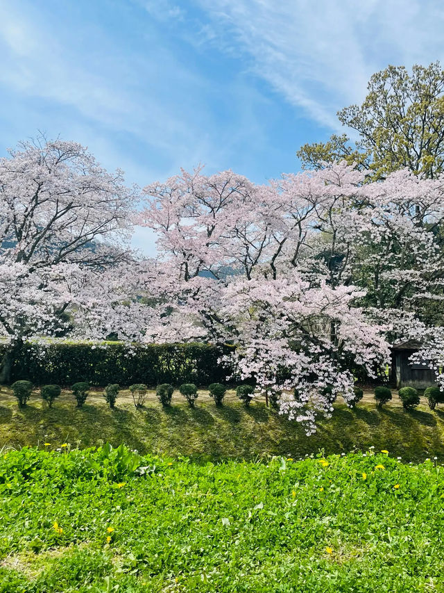 【奈良県】満開の桜と石舞台古墳を堪能！