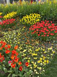 봄 축제🌸 에버랜드 튤립축제🌷 with 산리오