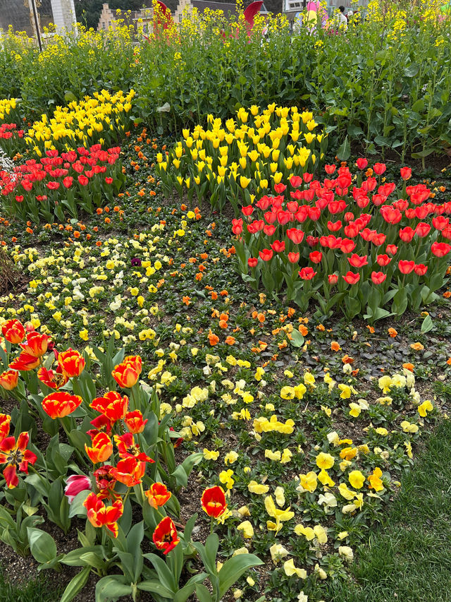 봄 축제🌸 에버랜드 튤립축제🌷 with 산리오