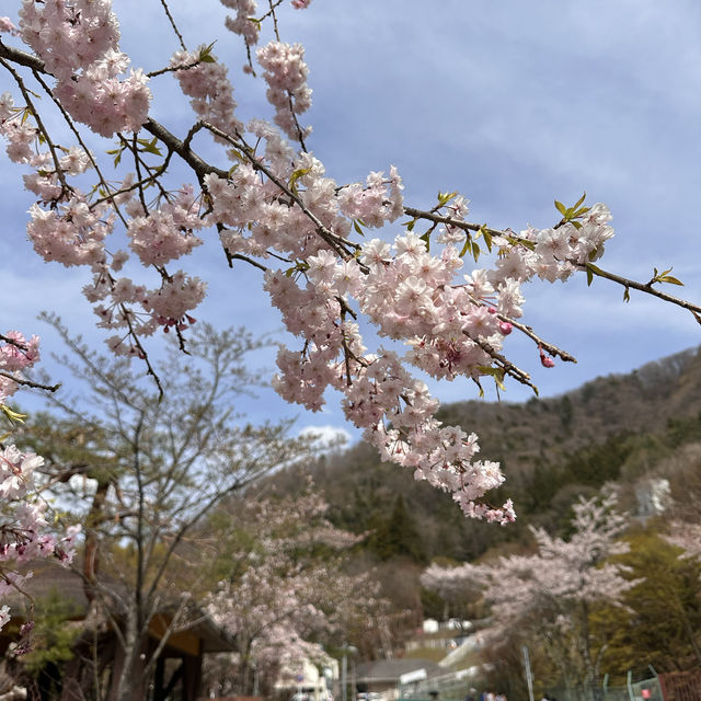 天上山公園&河口湖纜車&櫻花🌸