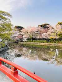 【旗上辨財天/神奈川県】源氏池に浮かぶ社殿と桜たち