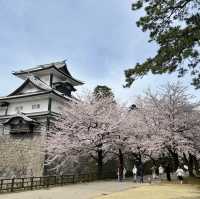 Cherry blossom in Kanazawa castle 