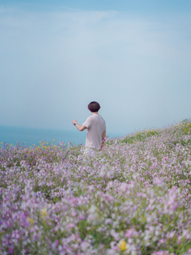 🇰🇷濟州島｜在咸德犀牛峰的隱藏版景點-蘿蔔花💜