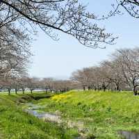 日本九州｜日本的公園總是令人著迷😍
