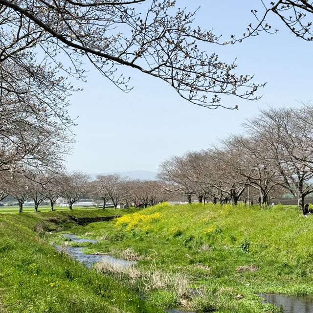 日本九州｜日本的公園總是令人著迷😍