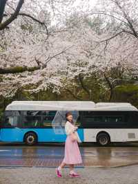 濟州島🇰🇷 市區最美的櫻花路🌸