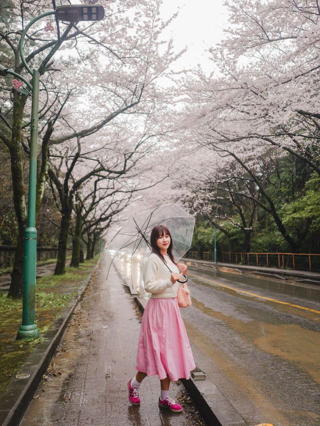 濟州島🇰🇷 市區最美的櫻花路🌸