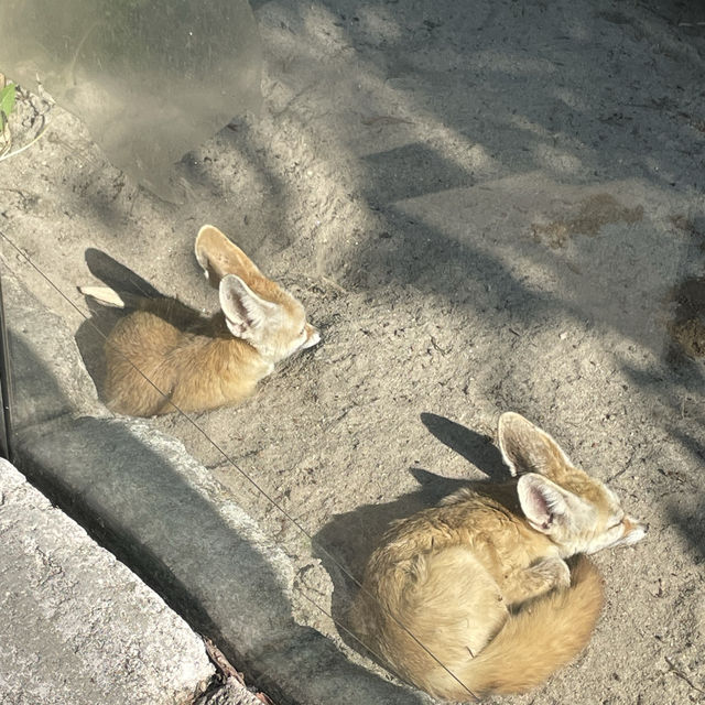 다양한 볼거리를 보고싶다면 모두 에버랜드로 (무료 주차가능!)🎡