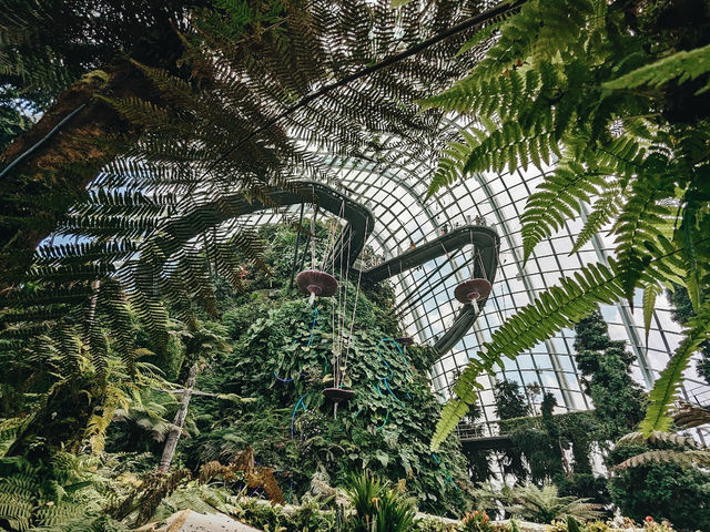 The Cloud Forest🫶🏻