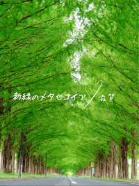 新緑でリフレッシュ🌲圧巻のメタセコイア並木🌲