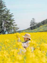 500万本の菜の花棚田は圧巻🌼🌼🌼