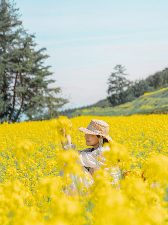 500万本の菜の花棚田は圧巻🌼🌼🌼