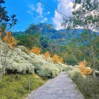 「角板山公園」山林綠洲