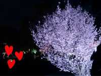 【日本廣島景點】縮景園之三：除了日櫻🌸還有限定活動：夜櫻🌸被夜櫻埋沒的縮景園更令人陶醉🌸