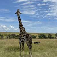 Incredible wildlife experience in Kenya 