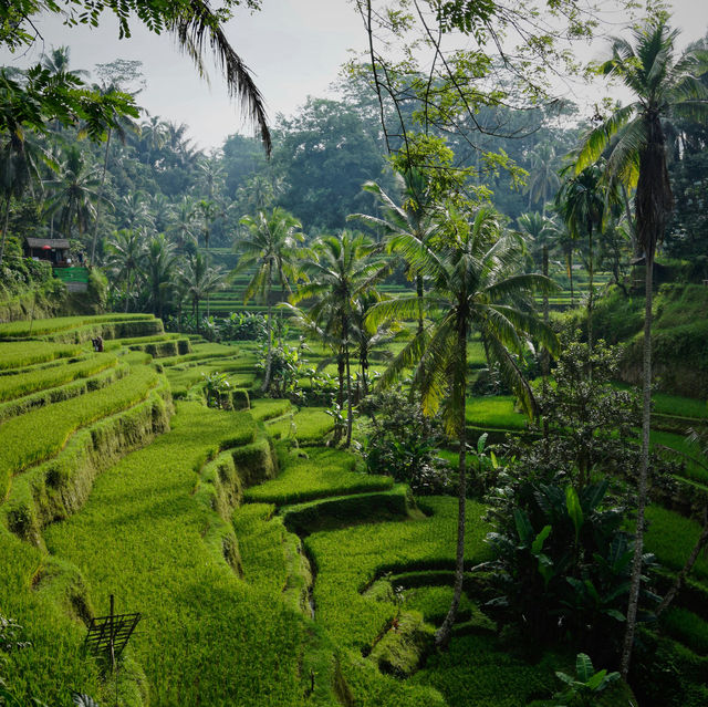 Bali: The Island of Gods and Enchanting Experiences