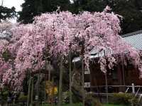 太平山櫻花祭