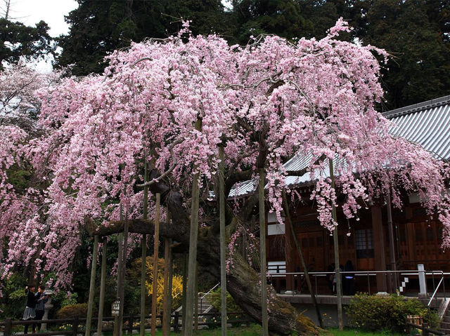 太平山櫻花祭