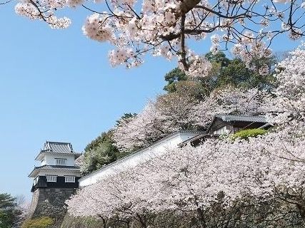 大村櫻花