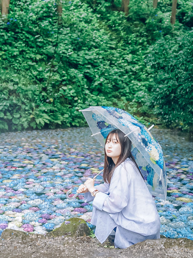 ここ知ってる？？【あじさい池が美しい🫧】日本最大級紫陽花映えスポット🫧
