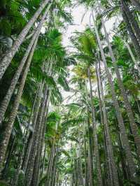 【沖縄｜沖縄市】女子旅にも子連れ旅にもおすすめ！東南植物園🌴