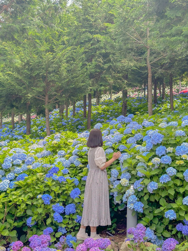 세상에세 제일 예쁜 수국의 지상낙원🩵💜
