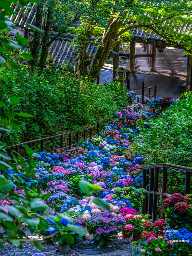 実はここの紫陽花いつでも○○！見頃は6月中旬❤️💙💚💜💛💖