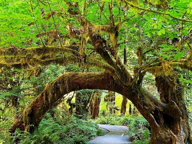 🌳 Nature Walk at Hoh Rain Forest