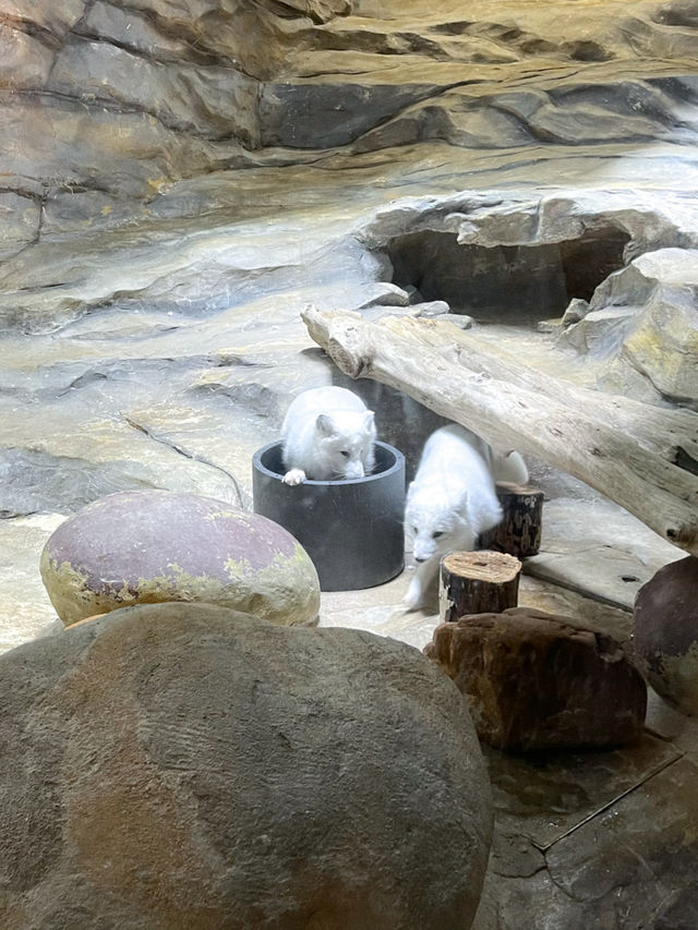 ไปดูจิ้กจอกอาร์กติกที่ฮ่องกงกัน 🦴