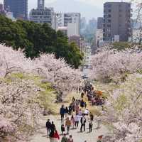 福岡 西公園櫻花之旅