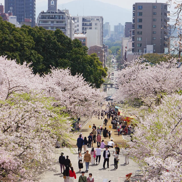 福岡 西公園櫻花之旅