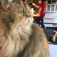 BASTET’S HOME COFFEE