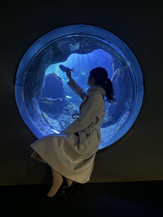 〜神奈川県〜幻想的的！江ノ島水族館！