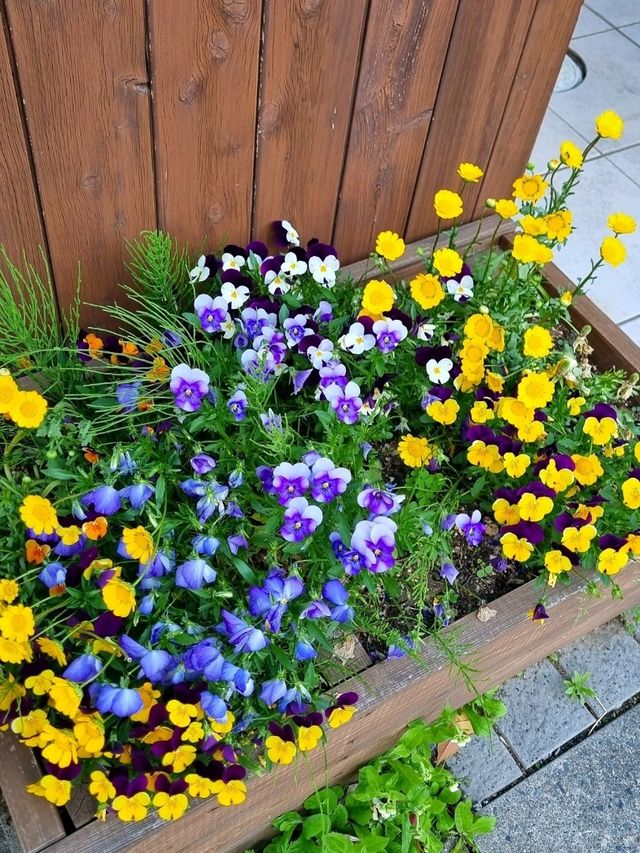 LAST SPRING IN MATSUMOTO, NAGANO, JAPAN