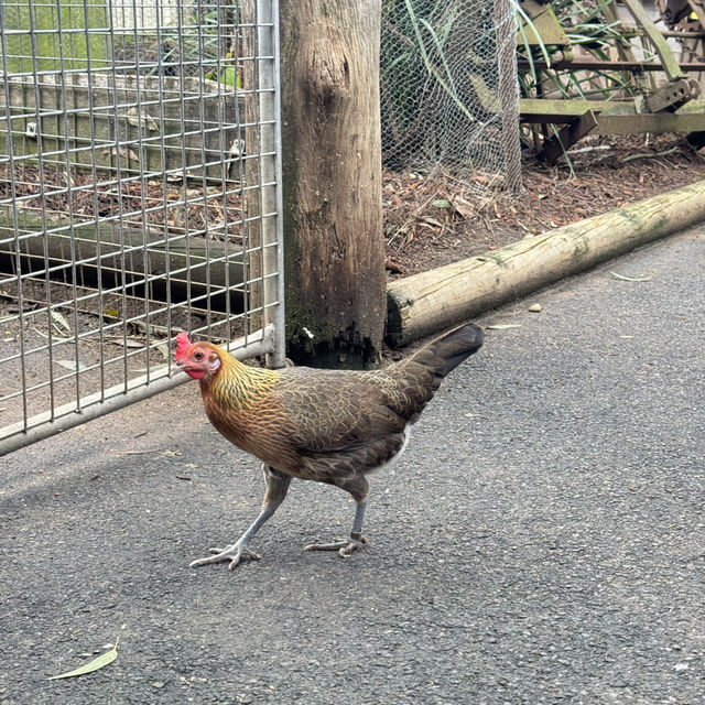 悉尼親親無尾熊🐨親親袋鼠🦘（費瑟戴爾野生動物園）