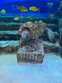 首爾COEX水族館：落雨時的最佳選擇