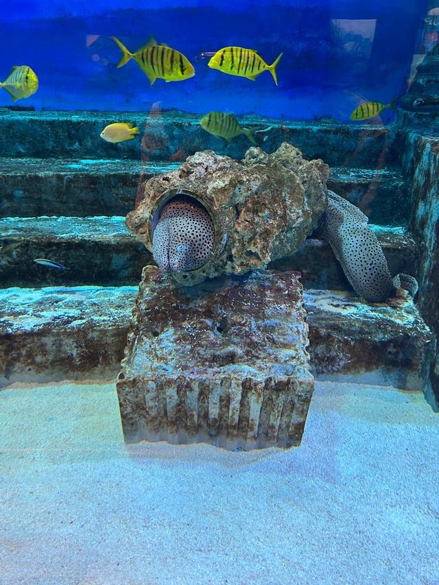 首爾COEX水族館：落雨時的最佳選擇