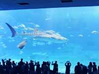 【沖繩美麗海水族館】與鯨鯊玩遊戲
