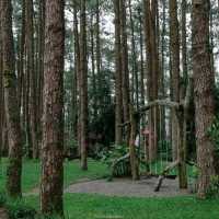 สวนป่าดอยบ่อหลวง อำเภอฮอด เชียงใหม่