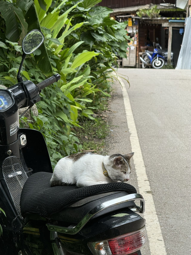 ที่พักแม่กำปอง | จ.เชียงใหม่ 🏡⛰️🍃💤