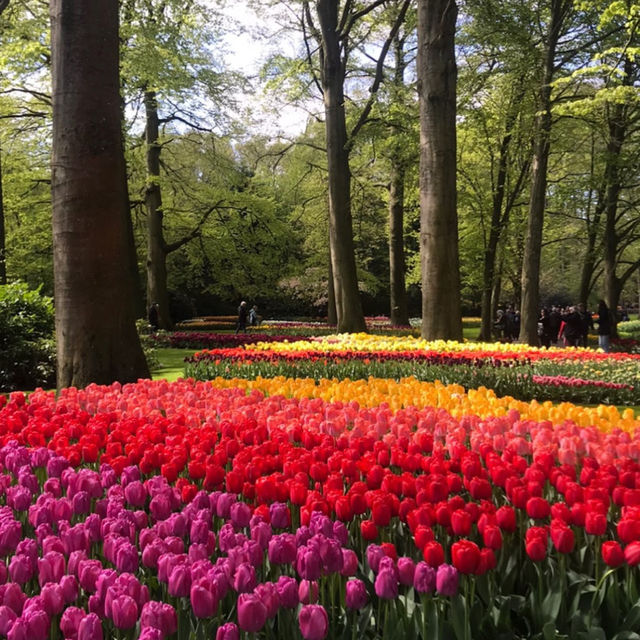 Keukenhof Gardens, Netherlands – Tulip Blossom Festival