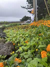 Rainy day in Jeju
