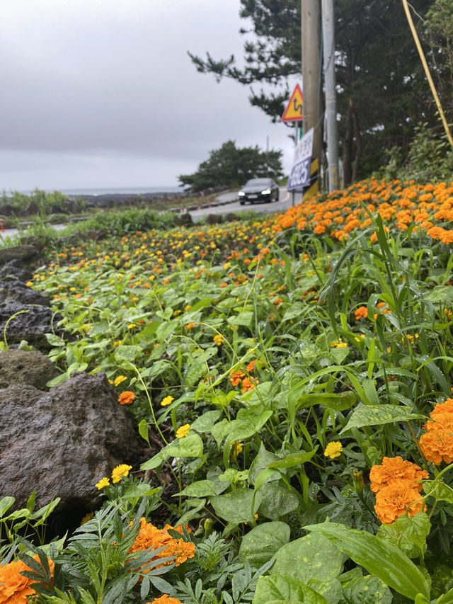 Rainy day in Jeju