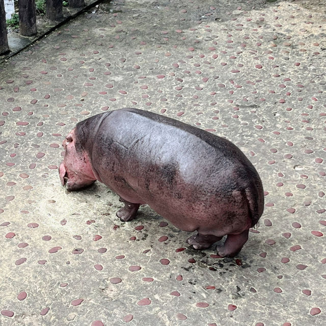 【台湾】充分な広さにびっくり台北動物園🐱
