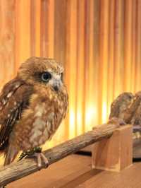 大阪貓頭鷹 Café 🦉 Owl Café 🦉