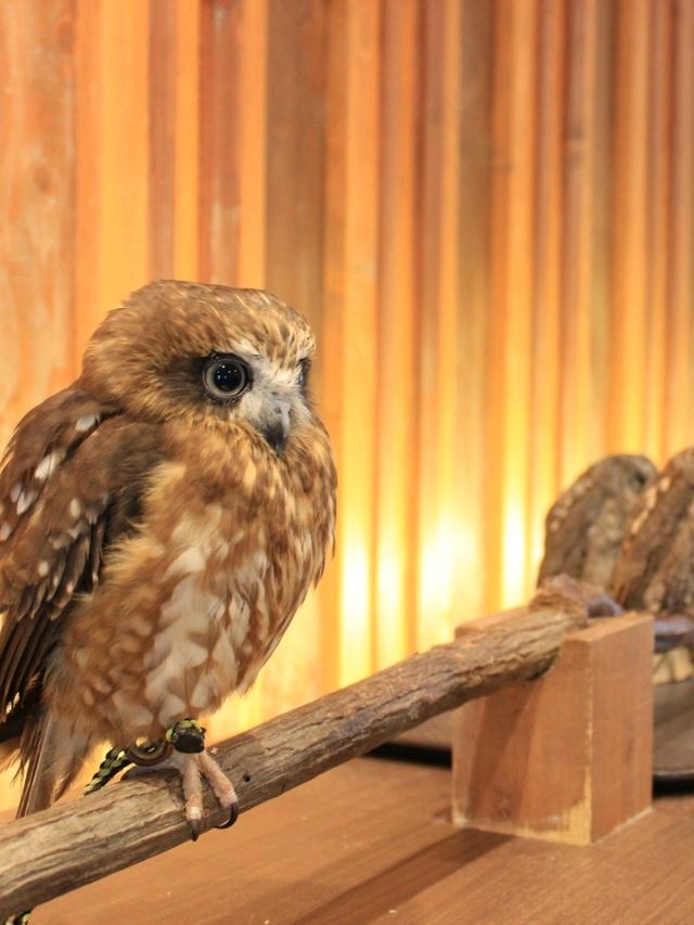 大阪貓頭鷹 Café 🦉 Owl Café 🦉
