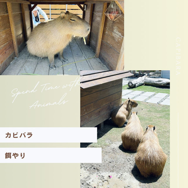 【台湾】墾丁で動物とふれあおう！