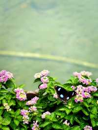 【金鐘】香港公園中秋巨型兔子花燈和傳統花燈